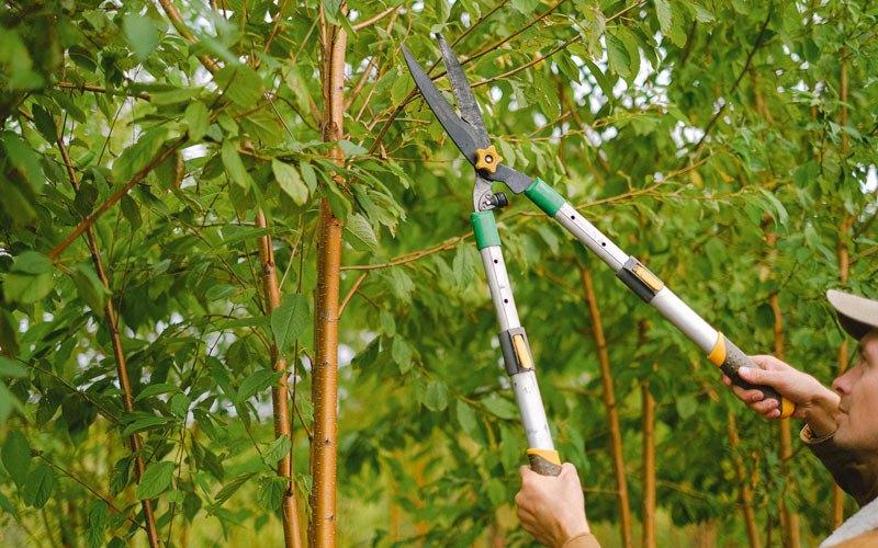 Tree trimming in Croton Falls, NY